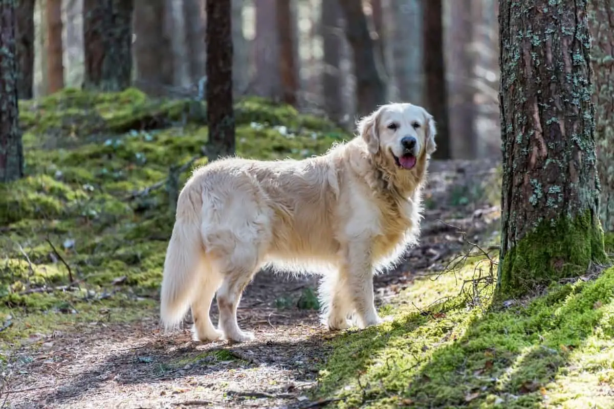 English Cream Golden Retriever