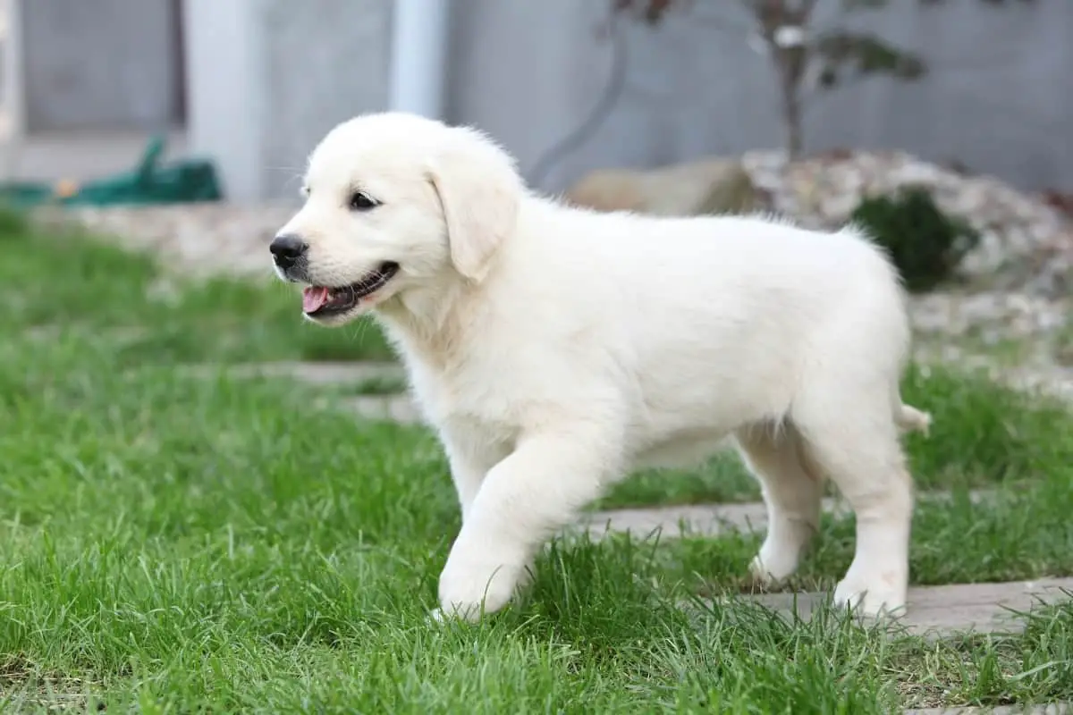 English Cream White Golden Retriever Puppy