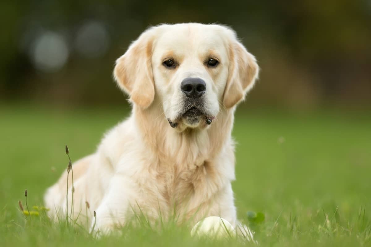 What Is an English Cream White Golden Retriever