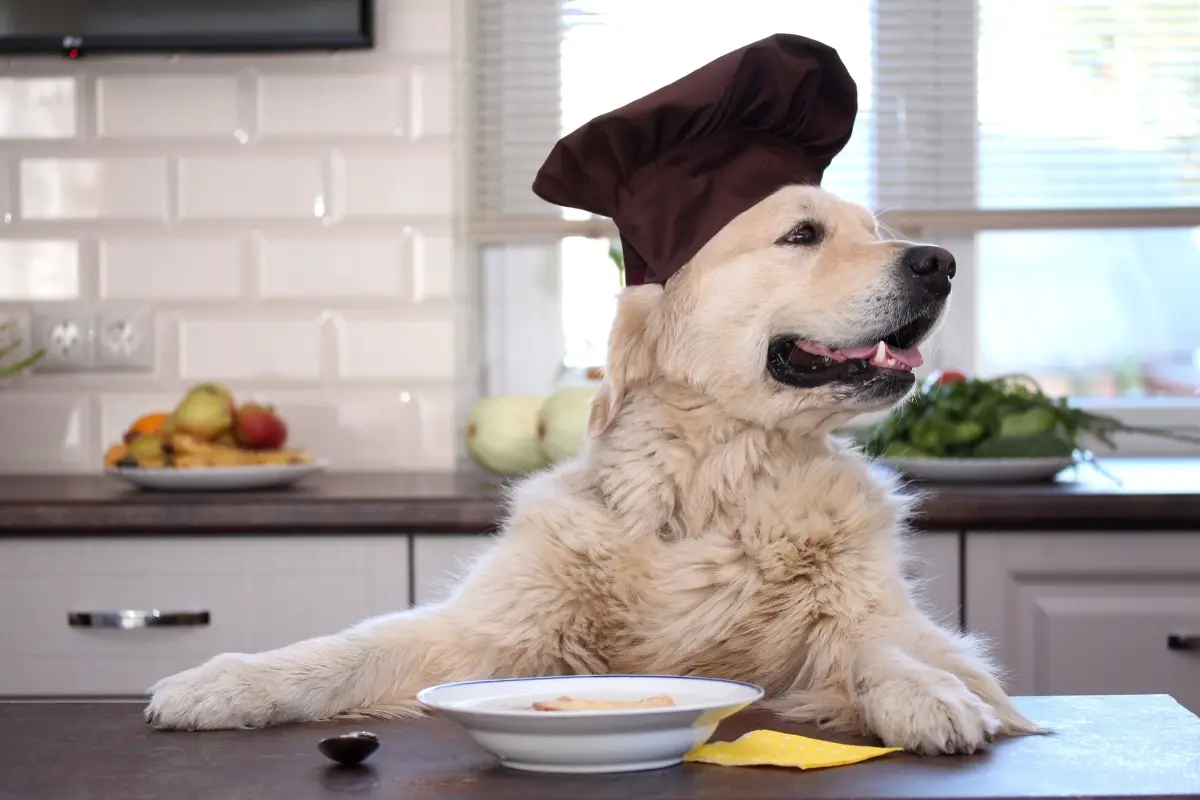 Frequently Asked Questions Golden Retriever Eating