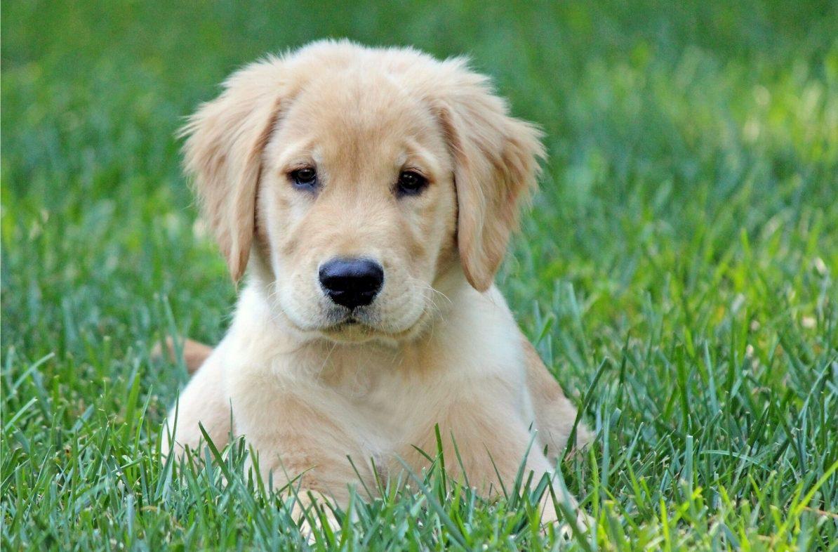 Golden Retriever Feeding Chart Puppy and Adult