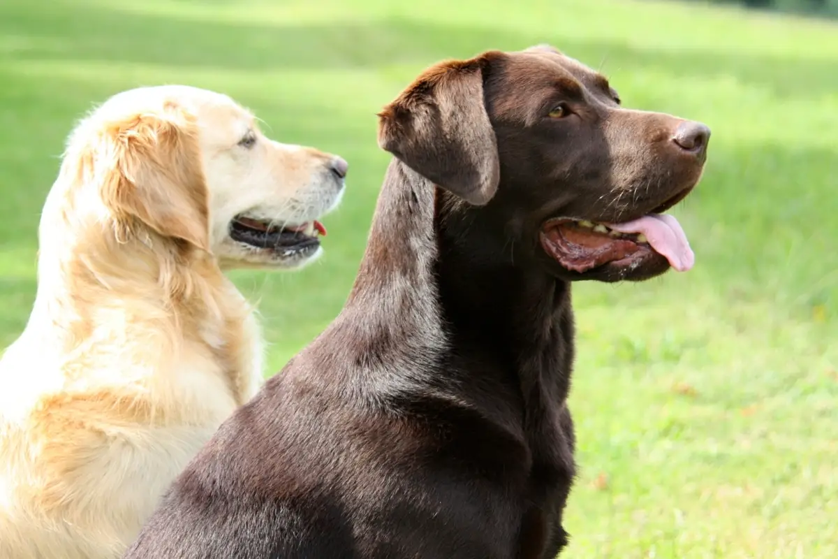 Golden Retriever vs Labrador Retriever