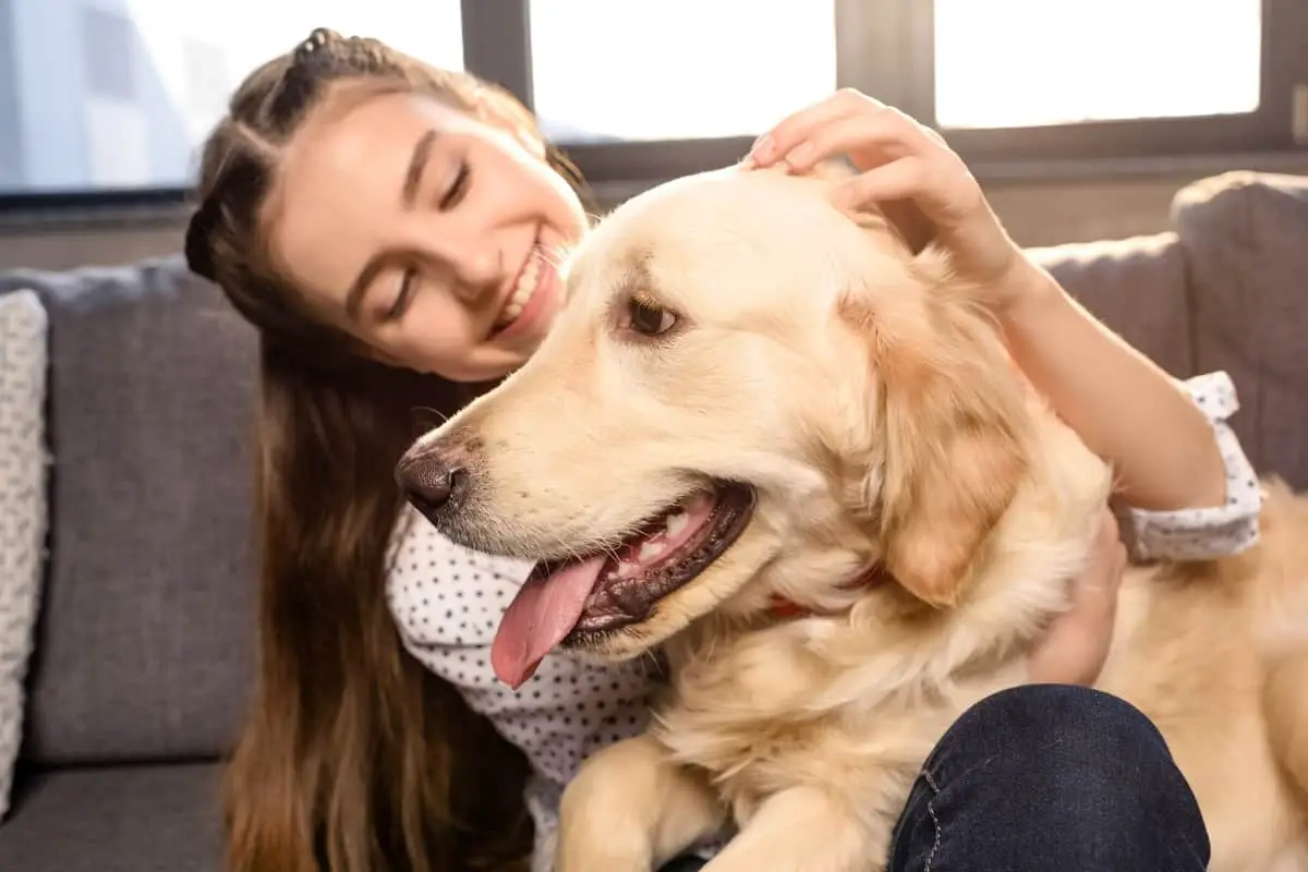 Training Golden Retrievers to be Calm