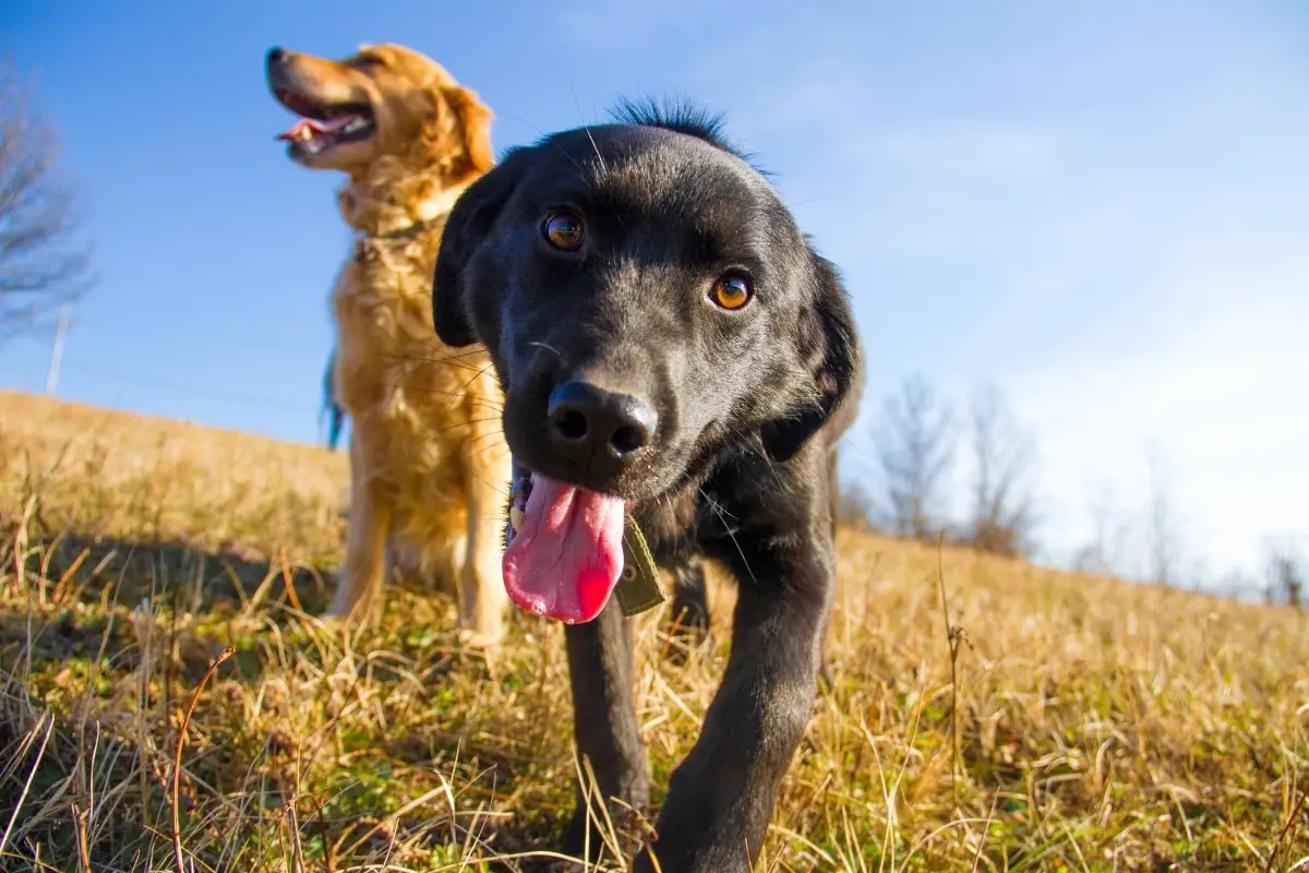 Labrador and Golden Retriever Temperament