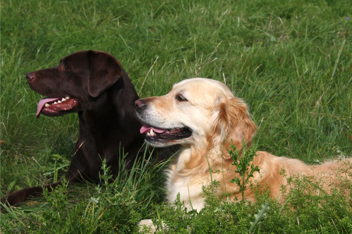 Labrador and Golden Retriever
