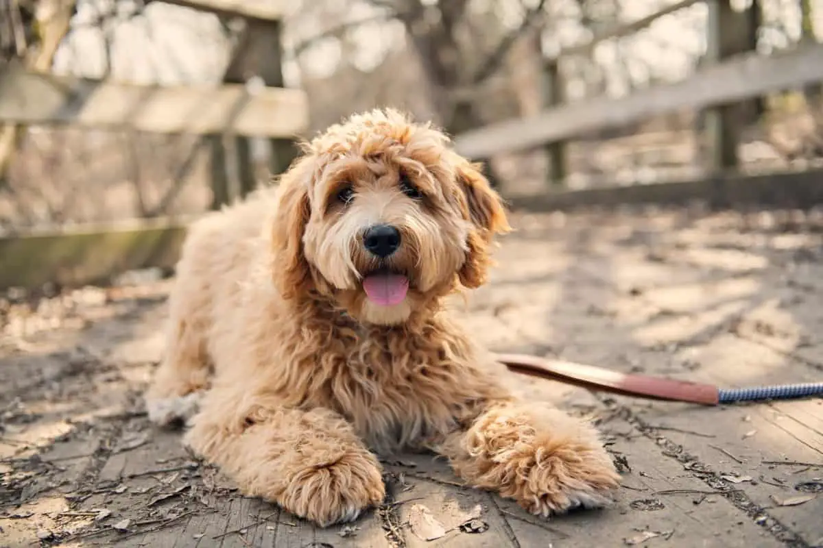 Mini Golden Retriever Poodle