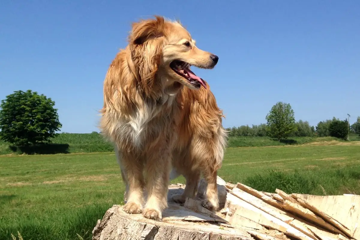 Miniature Golden Retriever