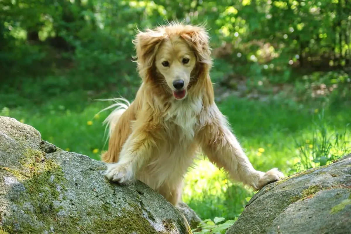 Small Golden Retriever