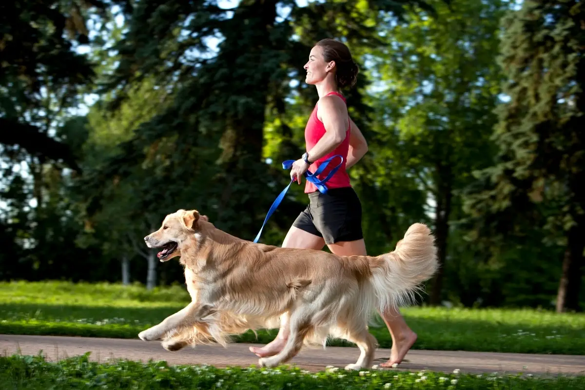 Training your Golden Retriever to Run with You