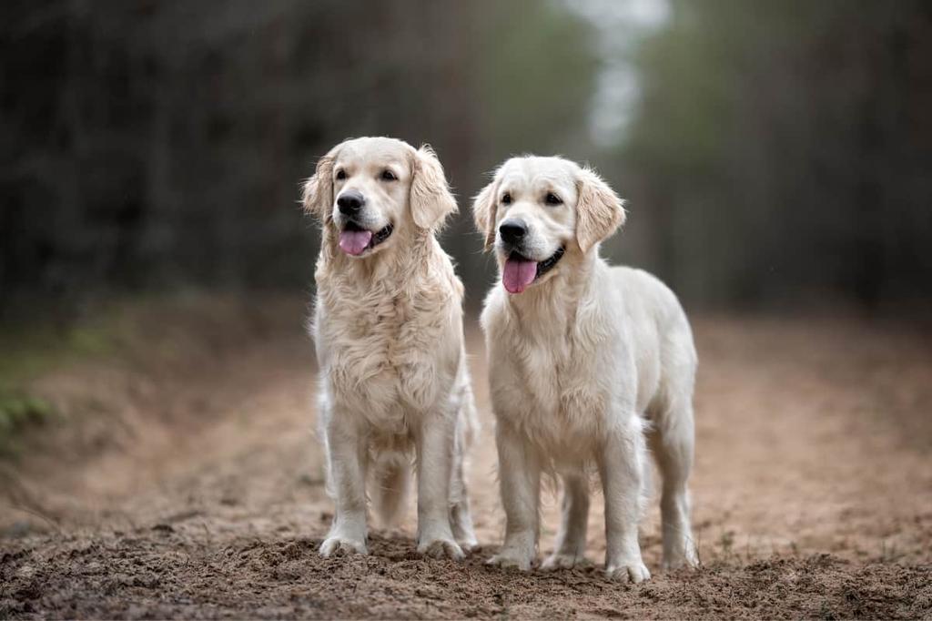 English Cream White Golden Retriever