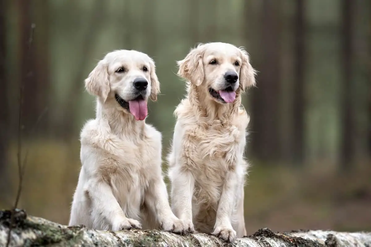 Two English Cream White Golden Retrievers