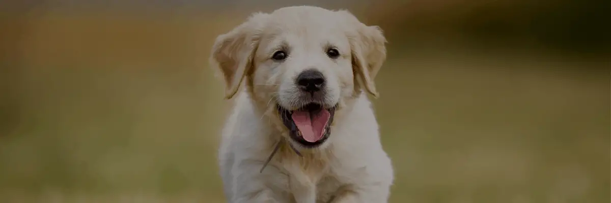 Raising a Golden Retriever Puppy, end