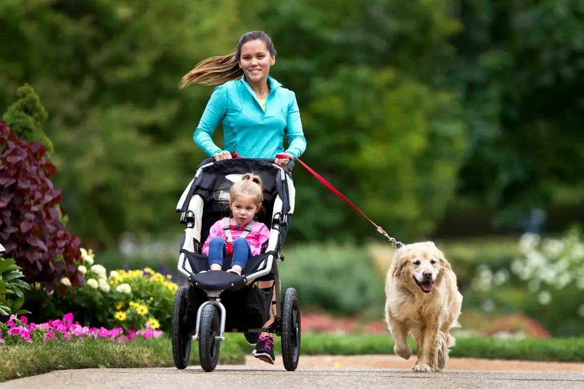 What Makes Golden Retrievers the Perfect Running Partners