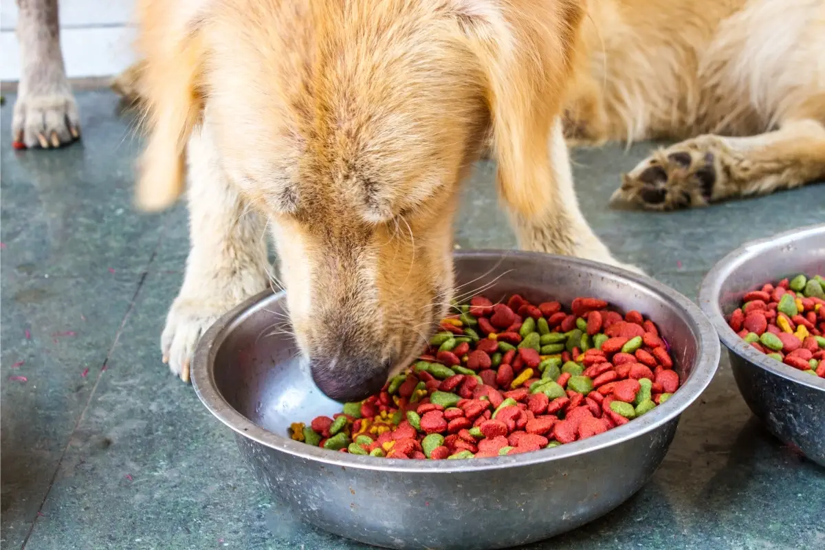What To Look For In A Dog Food