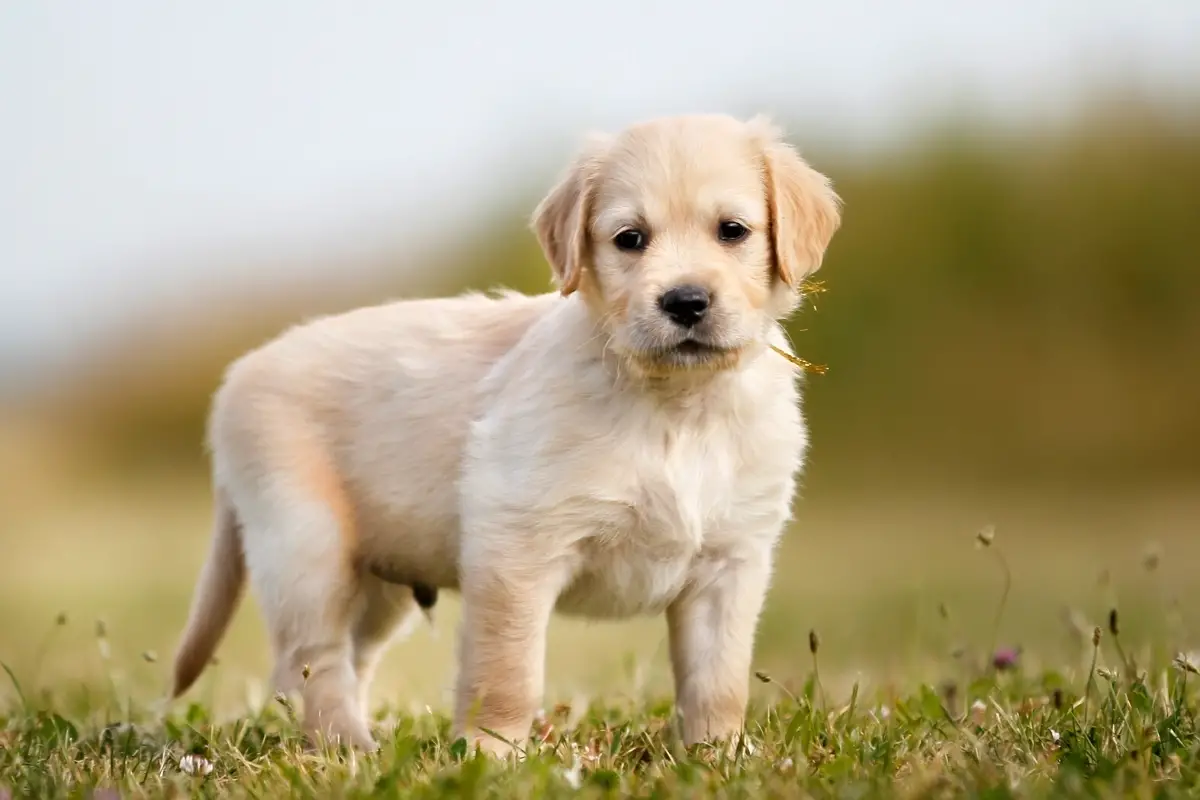 Adopting a Golden Retriever Puppy