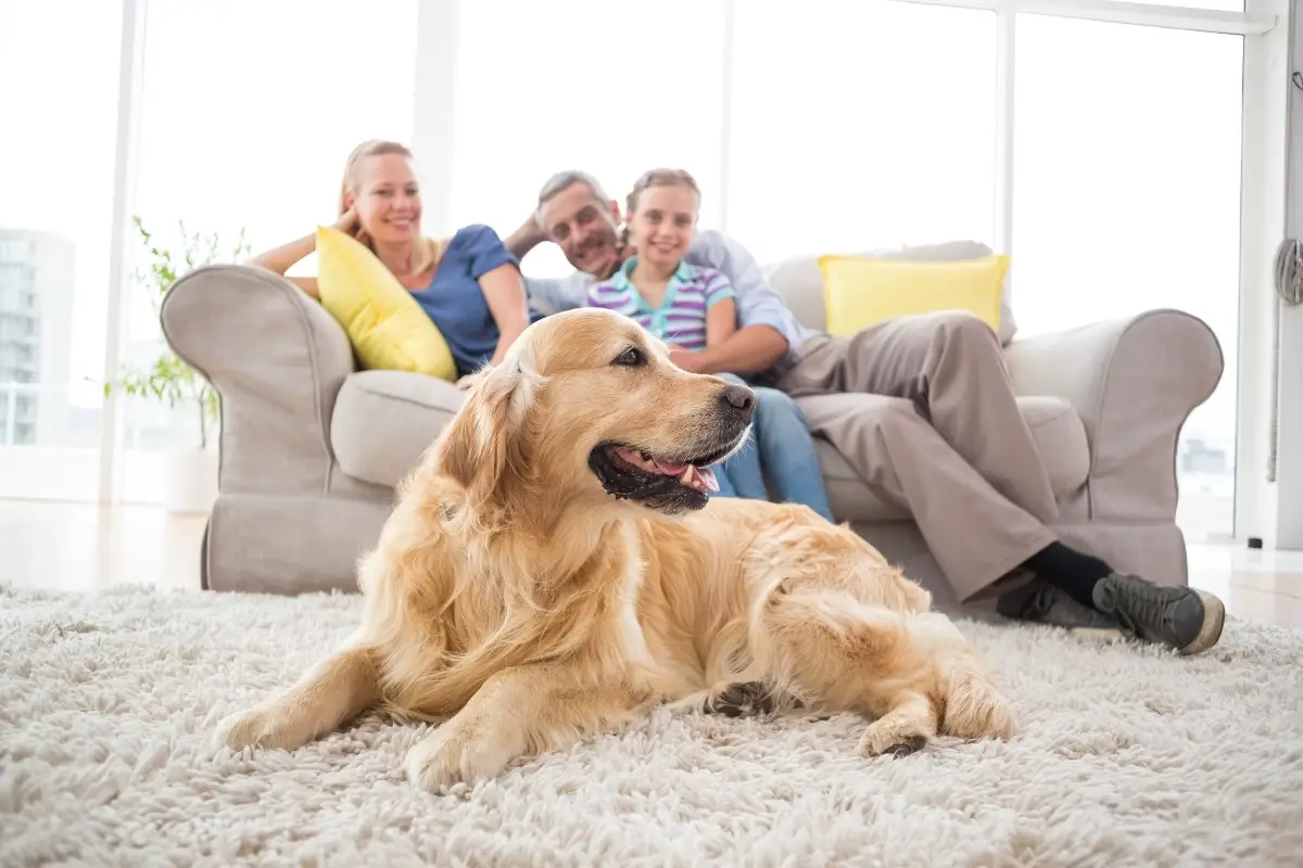 Adopting an Adult Golden Retriever