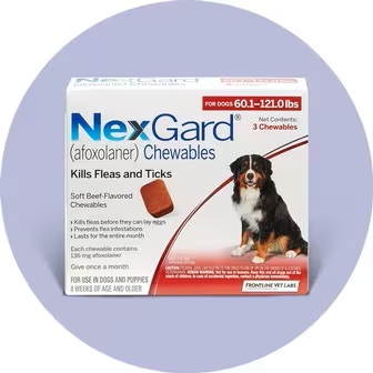 Best flea and tick medications for Golden Retrievers - Nexgard